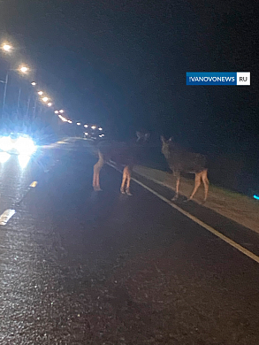 На трассе Иваново — Шуя заметили лосей